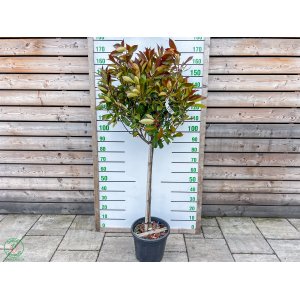 Červienka Fraserova (Photinia × fraseri) ´RED ROBIN´ - výška 130-150 cm, kont. C18L (-24°C) NA KMIENKU